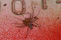 Oxyopes_ZZ606_D7737_Z_90_North Stradbroke island_Australie